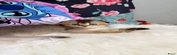 Scottish Fold cats for sale: 🐱✨ Beautiful Golden Scottish Fold Kitten - Advert 34