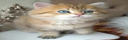 British Longhair cats for sale: British Longhair/Shorthair black golden shaded  - Advert 33