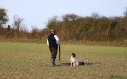 English Springer Spaniel dogs for sale: Working English Springer Spaniel Puppies - Image 10