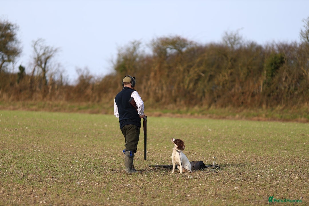 English Springer Spaniel dogs for sale: Working English Springer Spaniel Puppies - Image 10