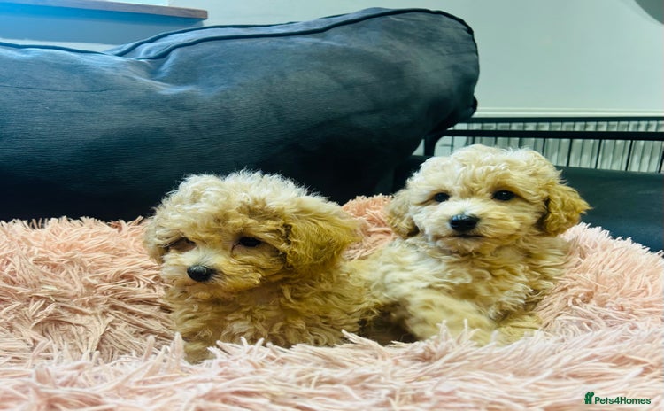 Poochon dogs - Advert 4