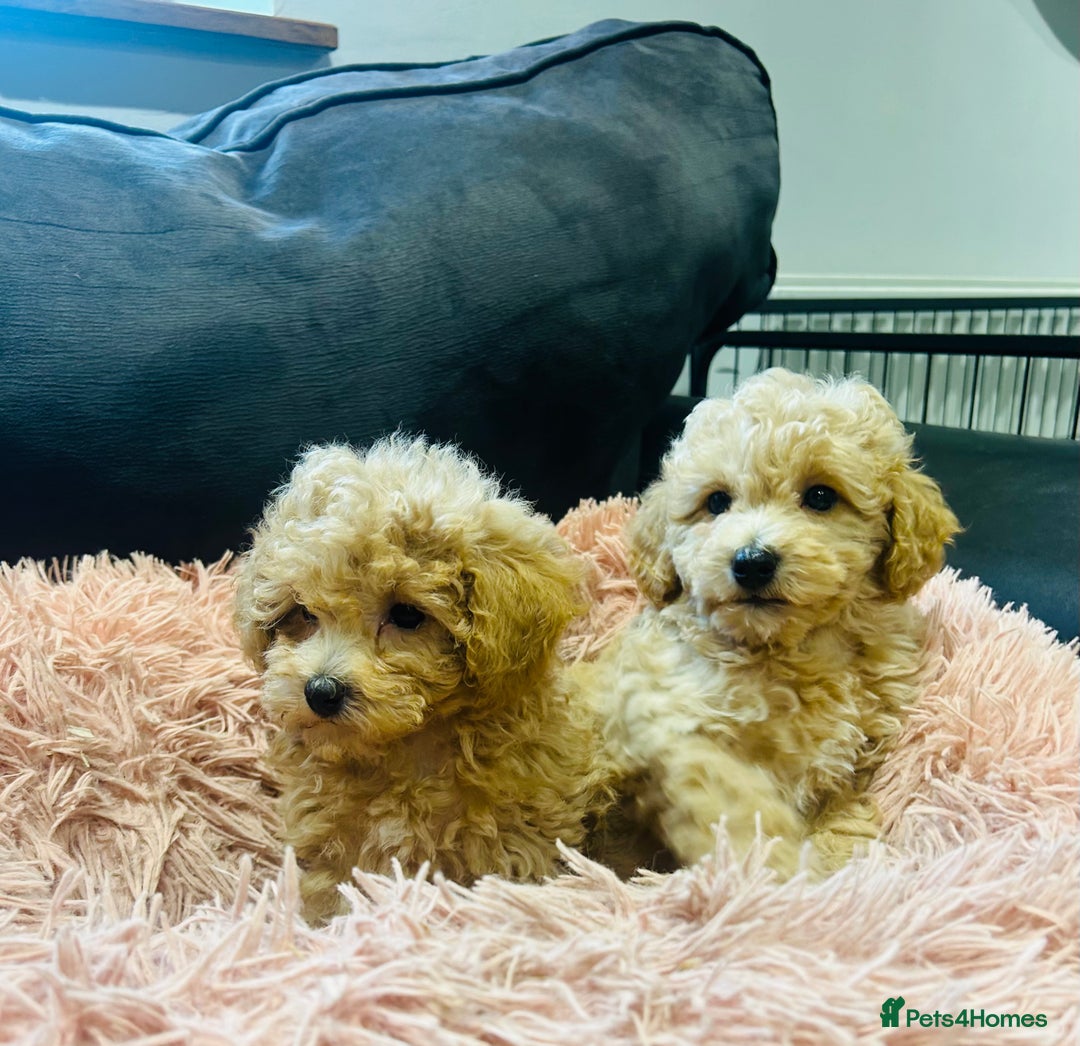 Poochon dogs for sale: Gorgeous F1 Poochon Puppies - Image 1