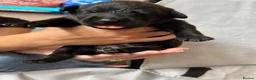 Mixed Breed dogs for sale: Gorgeous Rottweiler/Labrador pups - Advert 10