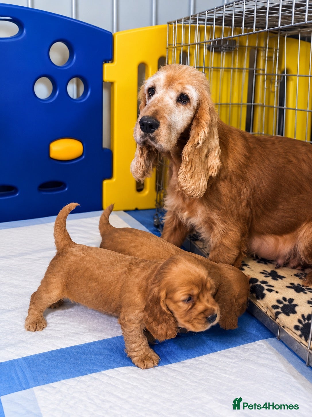 Cocker Spaniel dogs 7 gorgeous Cocker spaniel puppies  - Advert 1