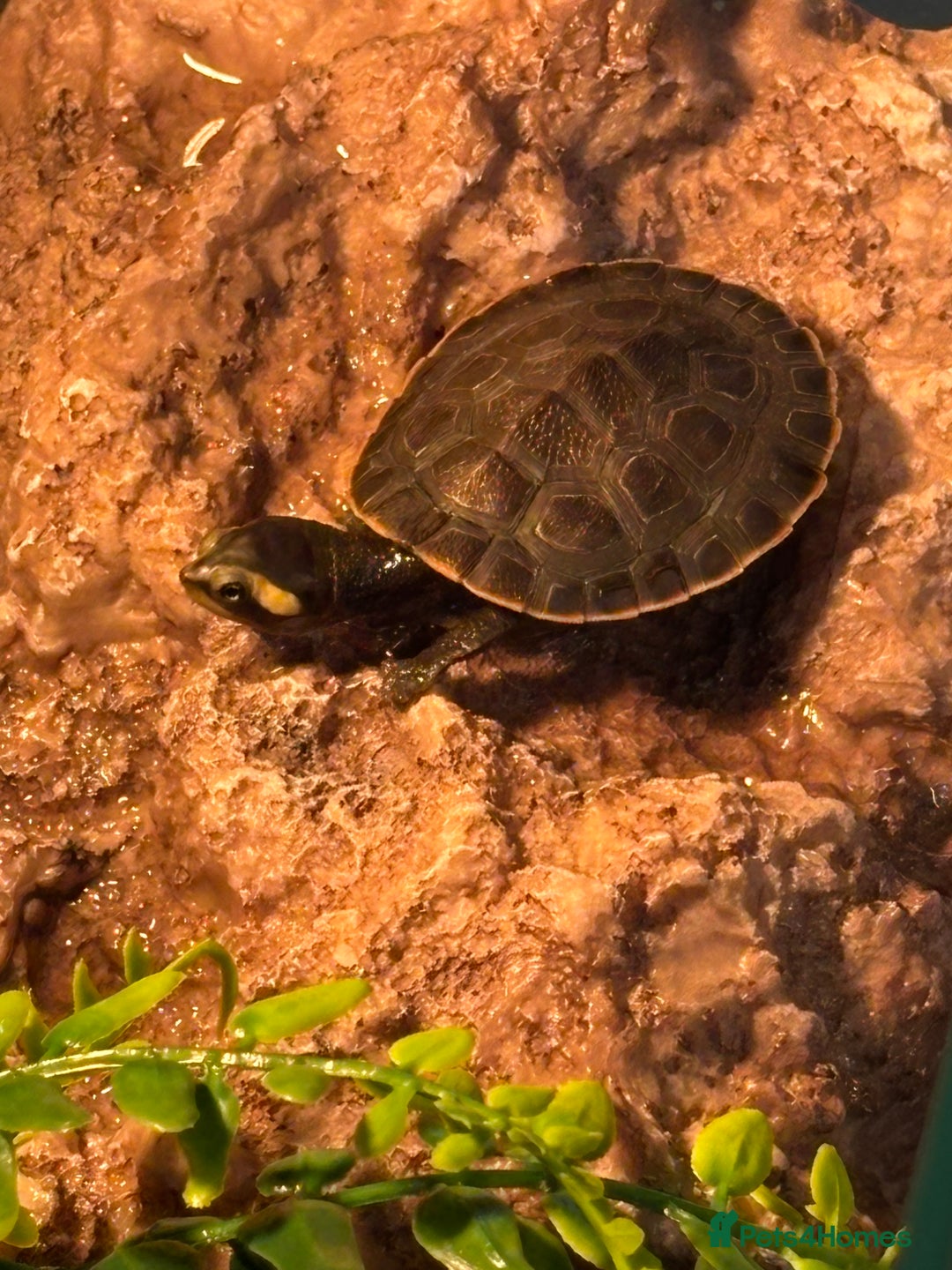 Turtle reptiles for sale: Baby pink bellied side neck turtle  - Image 2