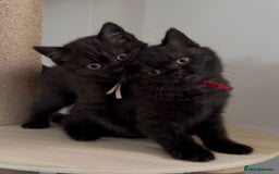 British Shorthair cats for sale: Superb British Short Hair kittens  in Bradford - Image 1