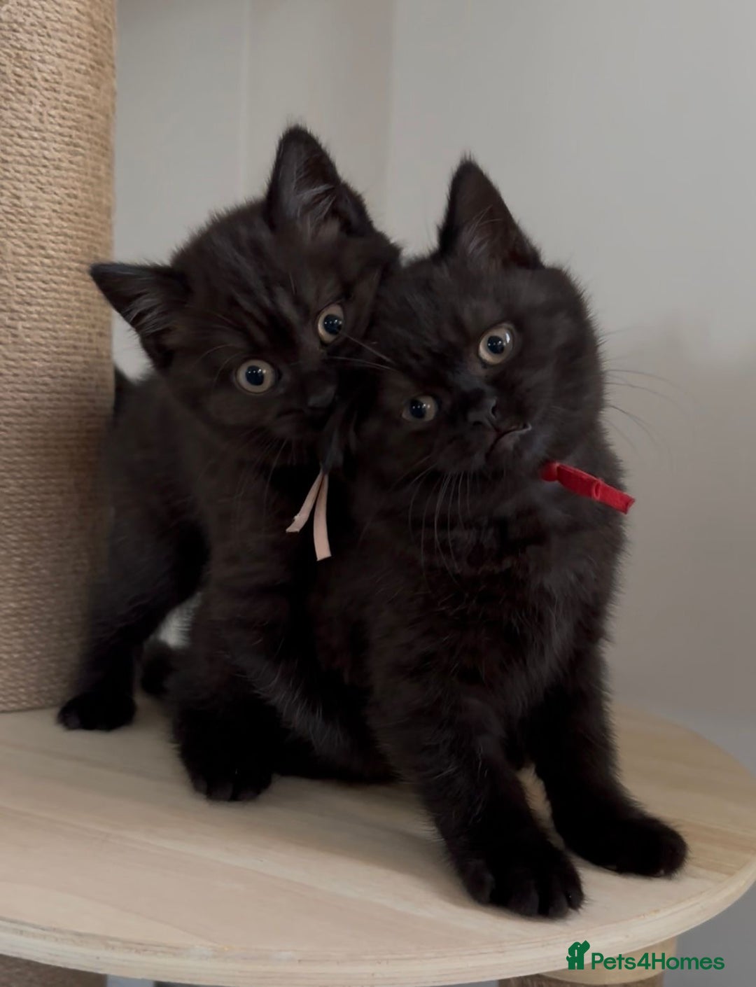 British Shorthair cats for sale: Superb British Short Hair kittens  in Bradford - Image 1