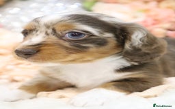 Miniature Dachshund dogs for sale: KC Miniature Dachshund Puppies - Advert 11