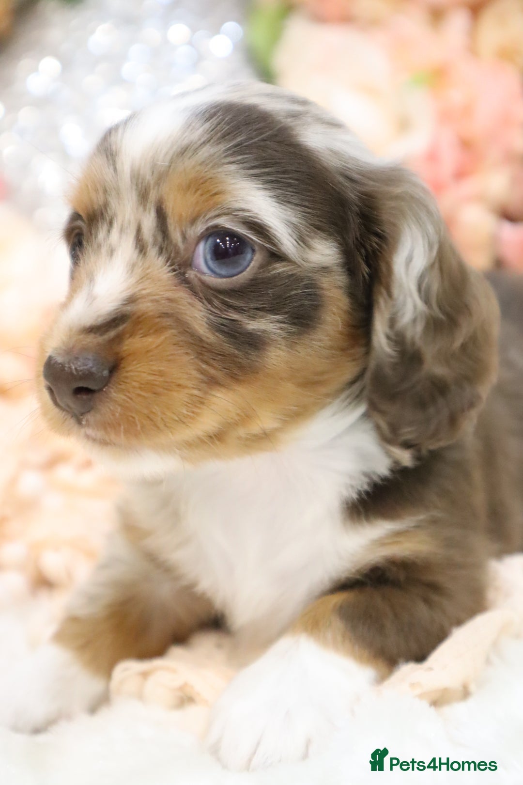 Miniature Dachshund dogs for sale: KC Miniature Dachshund Puppies - Advert 11