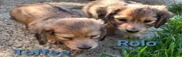 Dachshund dogs for sale: 4 Long Haired Mini Dachshunds beautifully stunning - Advert 12