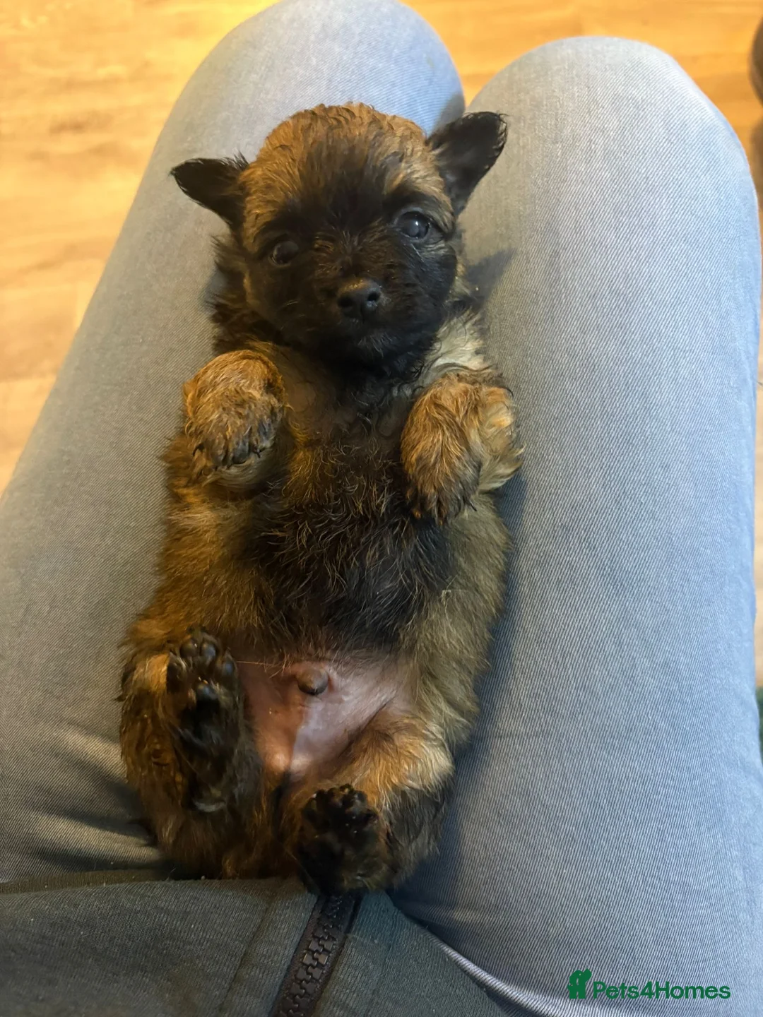 Mixed Breed dogs for sale: Maltipom puppies are now ready for new homes - Advert 33