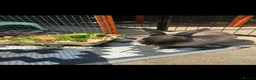 Netherland Dwarf rabbits for sale: Netherland dwarf Male - Advert 1