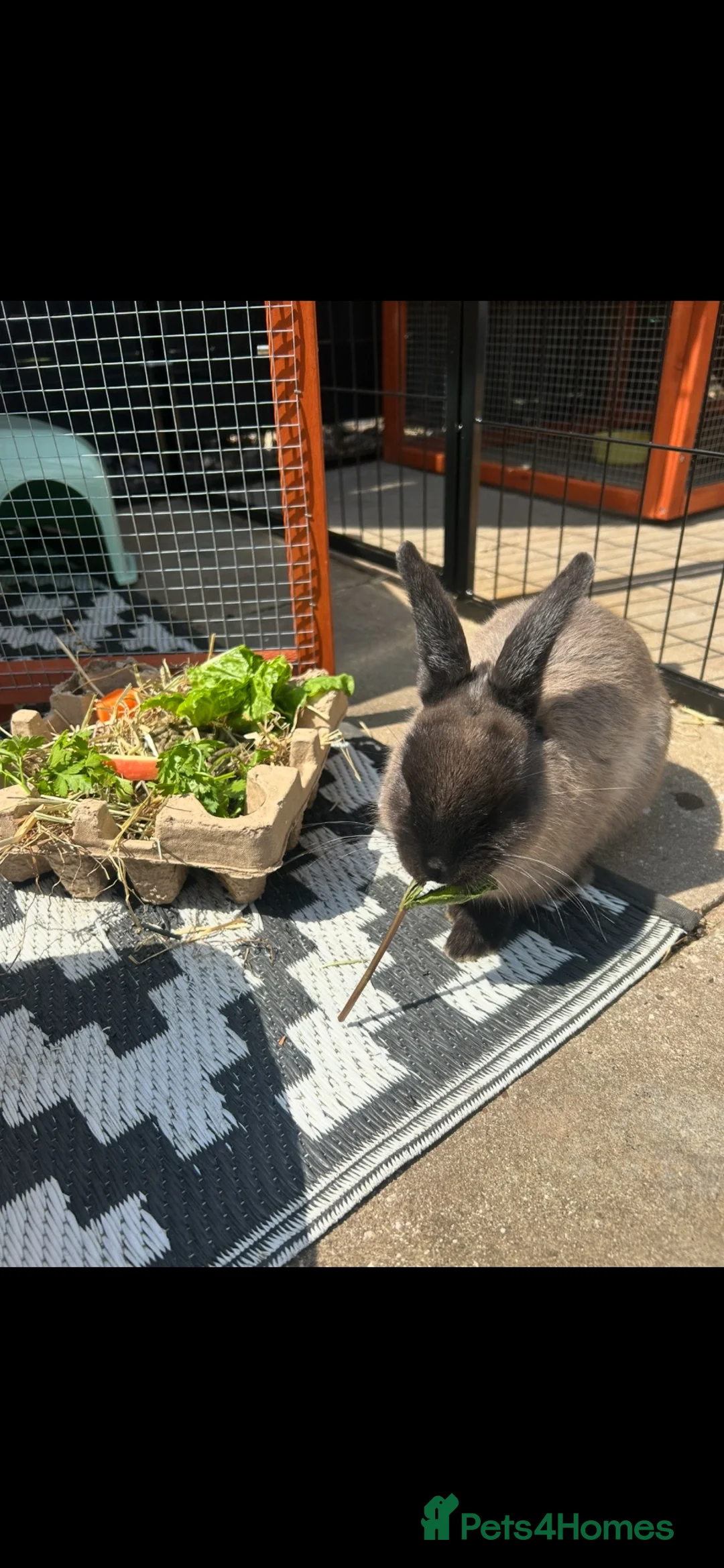 Netherland Dwarf rabbits for sale: Netherland dwarf Male - Advert 1