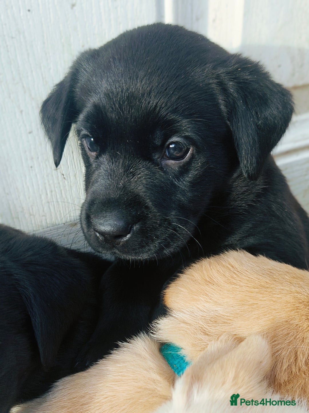 Labrador Retriever dogs for sale: Quality KC reg labs (Rare blue eyes!) - Advert 24