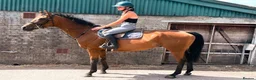 English Thoroughbred horses for sale: Easy Allrounder  - Advert 3