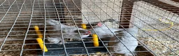 Chickens poultry for sale: Lavender Pekin Bantams - Advert 3