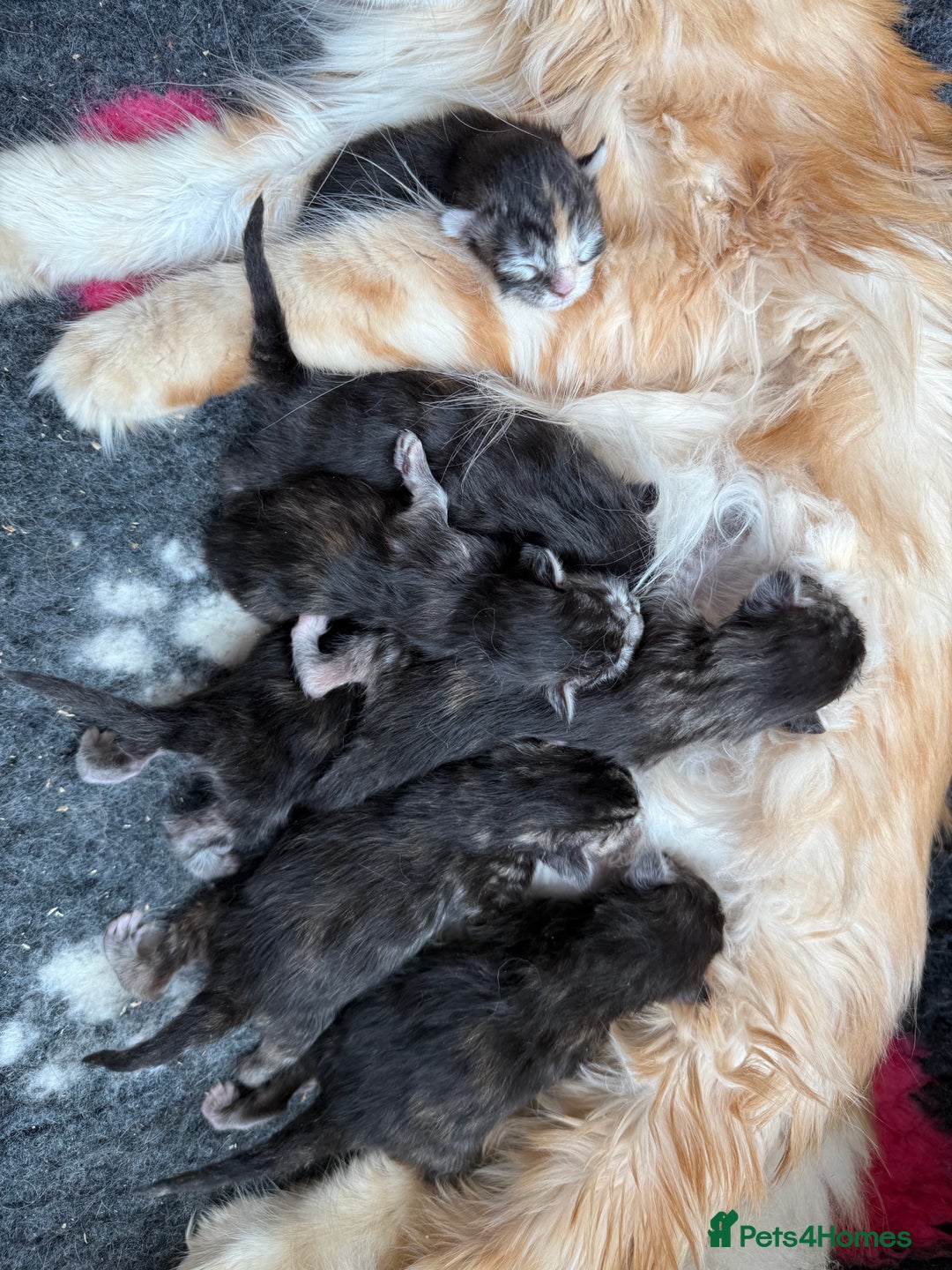 Maine Coon cats for sale: Stunning TICA Maine Coon girls - Image 19