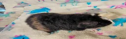 Guinea Pig rodents for sale: Baby Boars in longhaired breeds & teddies  - Advert 24