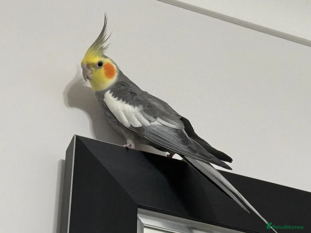 Cockatiels birds for sale: Beautiful Tamed Cockatiel with Cage & Accessories in Leeds - Advert 2