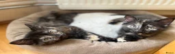 Domestic Shorthair cats for sale: Ginger boy & tortie girls waiting for new families - Advert 7