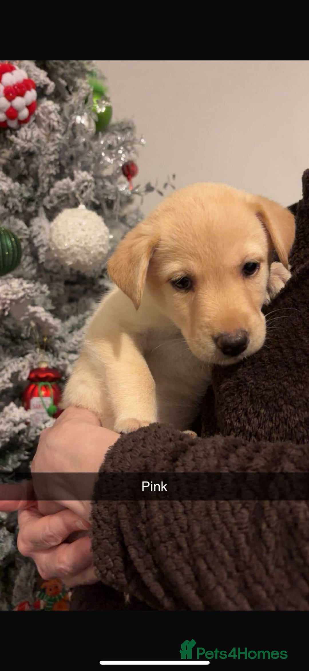 Mixed Breed dogs for sale: 8 gorgeous Huskador puppies for sale  - Advert 6