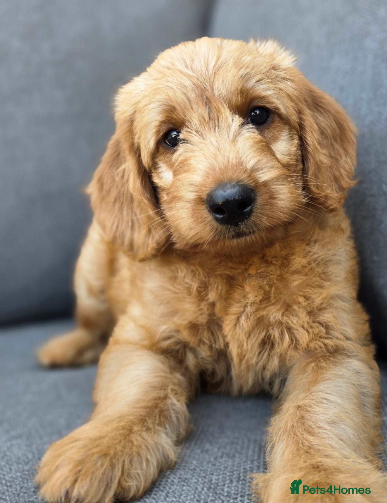 Labradoodle dogs LABRADOODLES F1 ( HEALTH TESTED PARENTS & G/PARENT - Advert 3