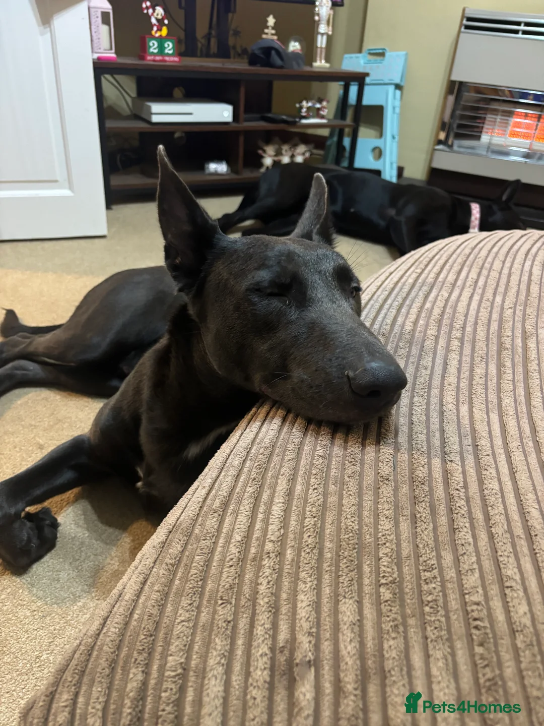 Mixed Breed dogs for sale: Blue – 1 Year Old German Shepherd x Blue Staffy - Advert 14