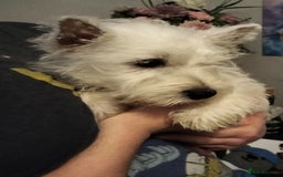 West Highland Terrier dogs for sale: **ready now** KC show line girl - Image 11