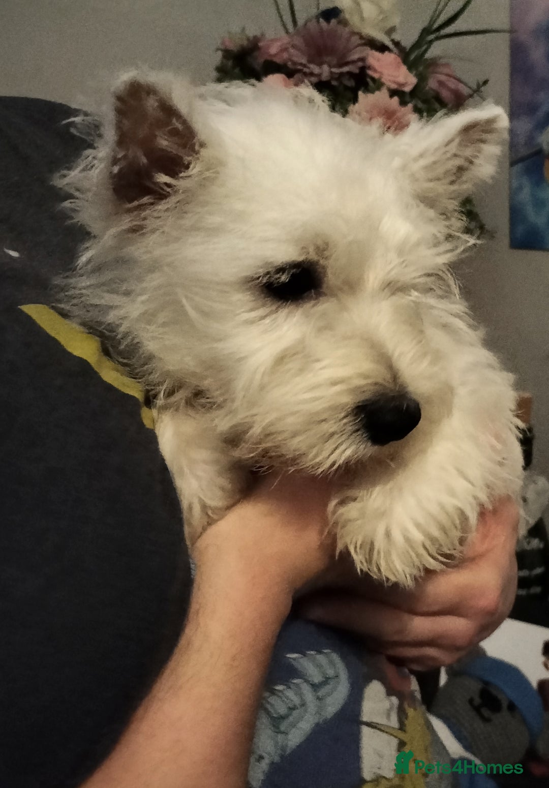 West Highland Terrier dogs for sale: **ready now** KC show line girl - Image 11