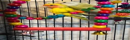 Lovebirds birds for sale: Bonded pair of lovebirds  - Advert 2
