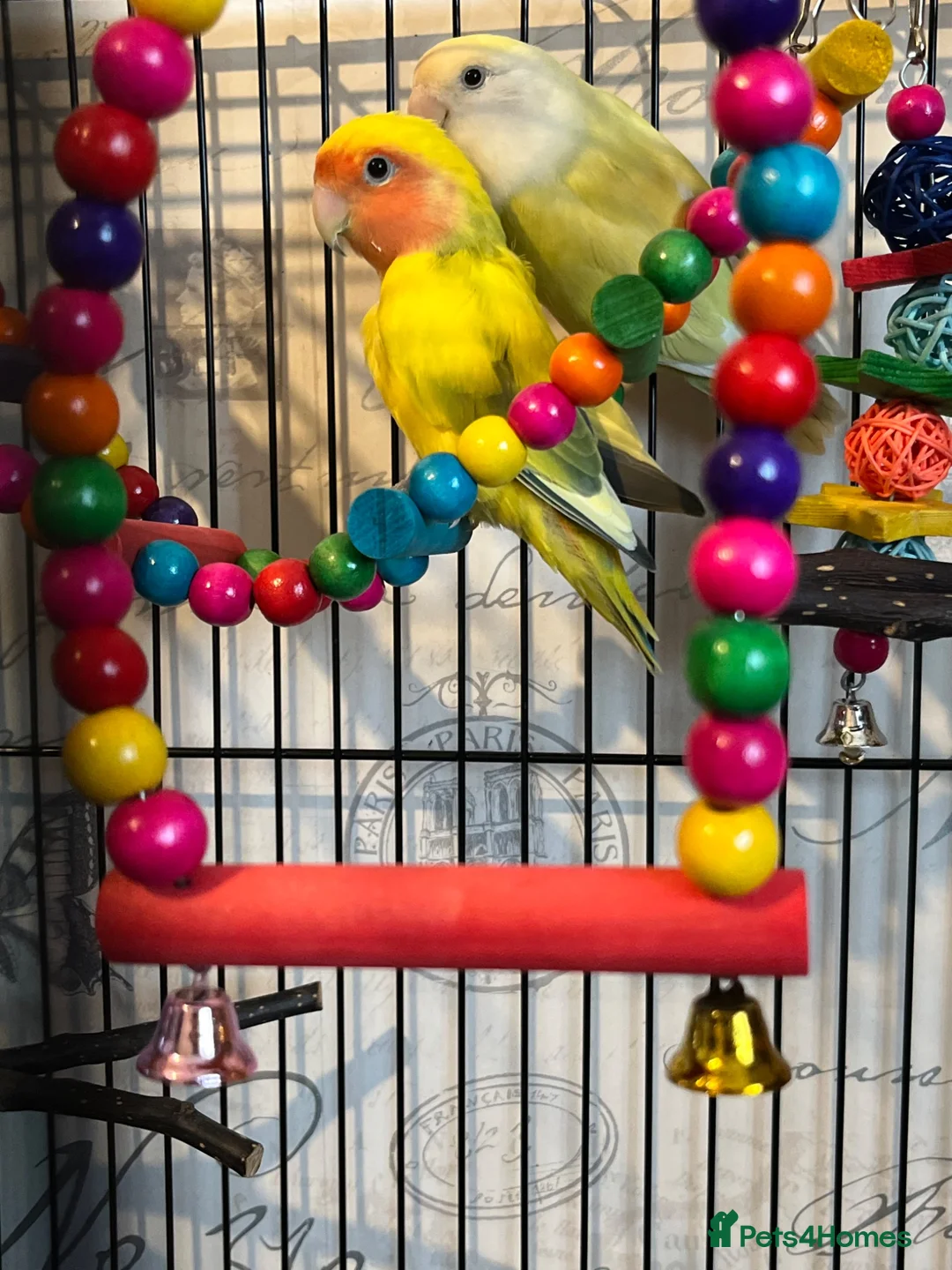 Lovebirds birds for sale: Bonded pair of lovebirds  - Advert 2