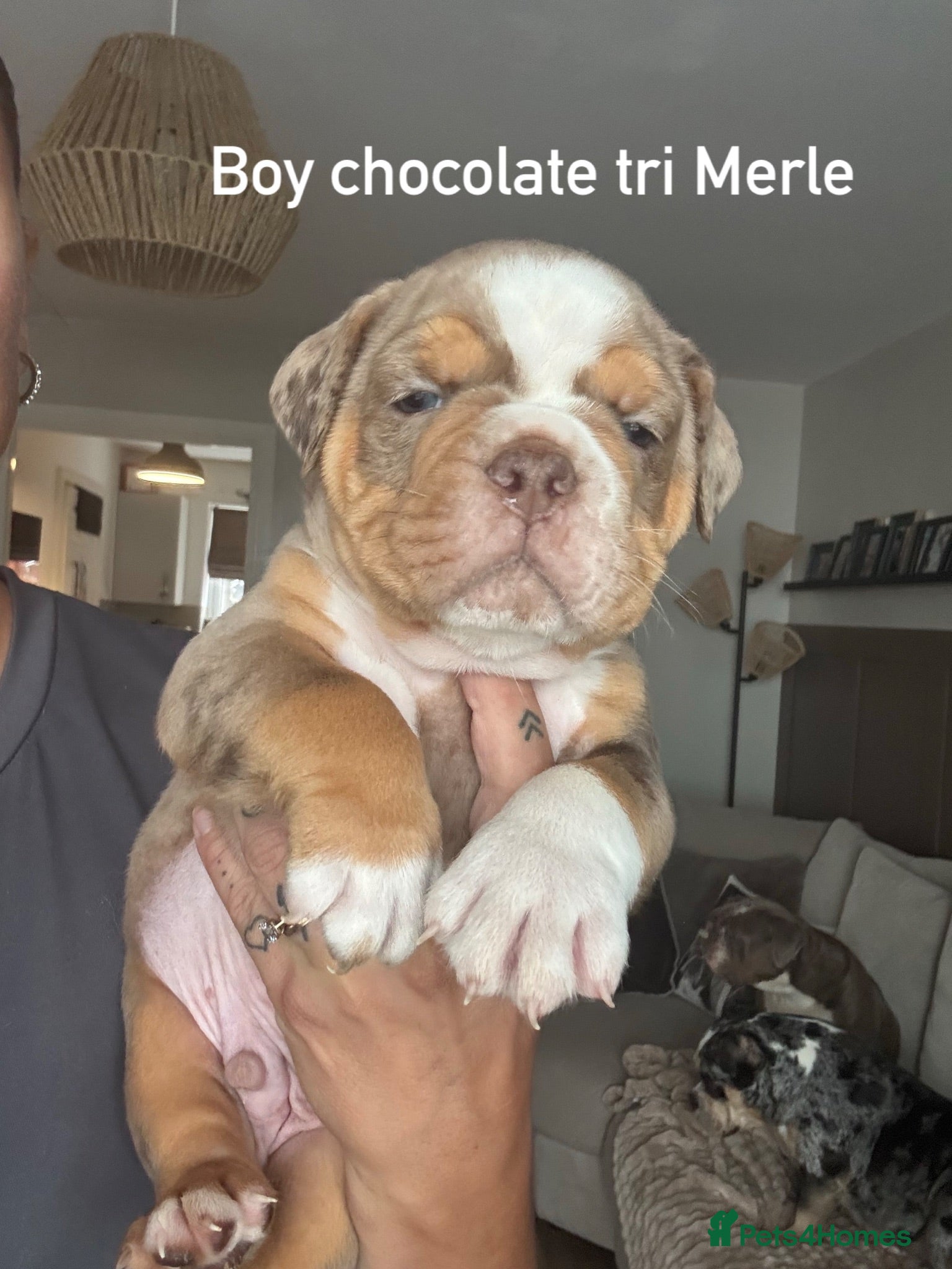 Olde English Bulldogge dogs Stunning! Olde English Bulldogges - Advert 15