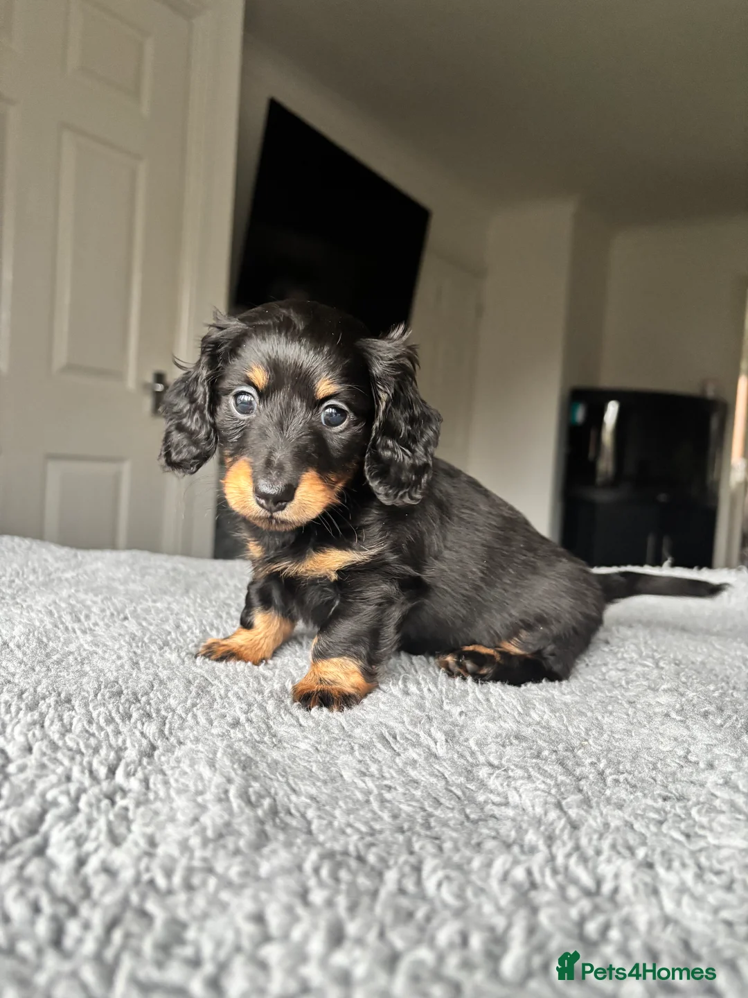 Dachshund dogs for sale: LAST BOY KC LONGHAIRED MINIATURE DACHSHUND - Advert 1