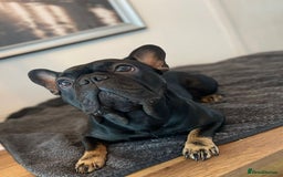 French Bulldog dogs for sale: Exclusive French Bulldog Puppies - Image 24