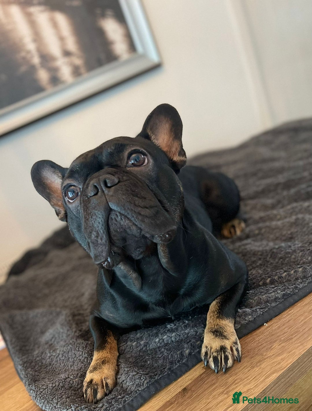 French Bulldog dogs for sale: Exclusive French Bulldog Puppies - Image 24