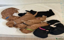 Cockapoo dogs for sale: Adorable cockapoos for sale - Image 7