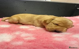 Labrador Retriever dogs for sale: Ftch sired Labrador puppies  - Image 12