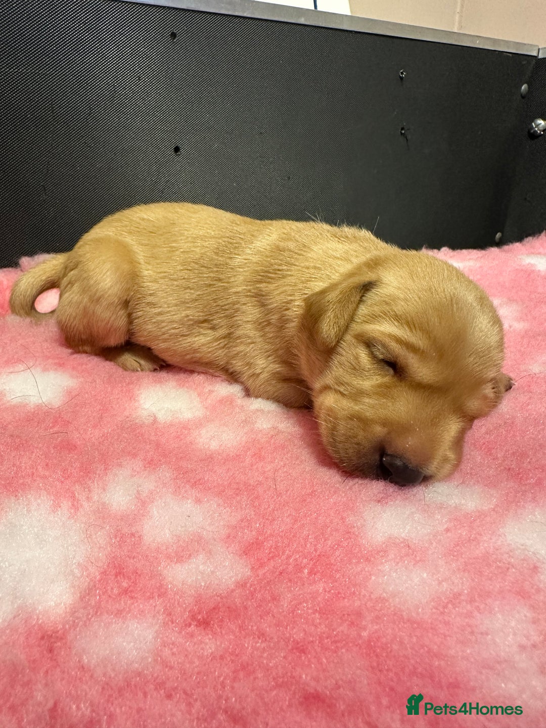 Labrador Retriever dogs for sale: Ftch sired Labrador puppies  - Image 12