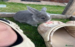 Mini Lop rabbits for sale: Mini Lop babies - Image 2