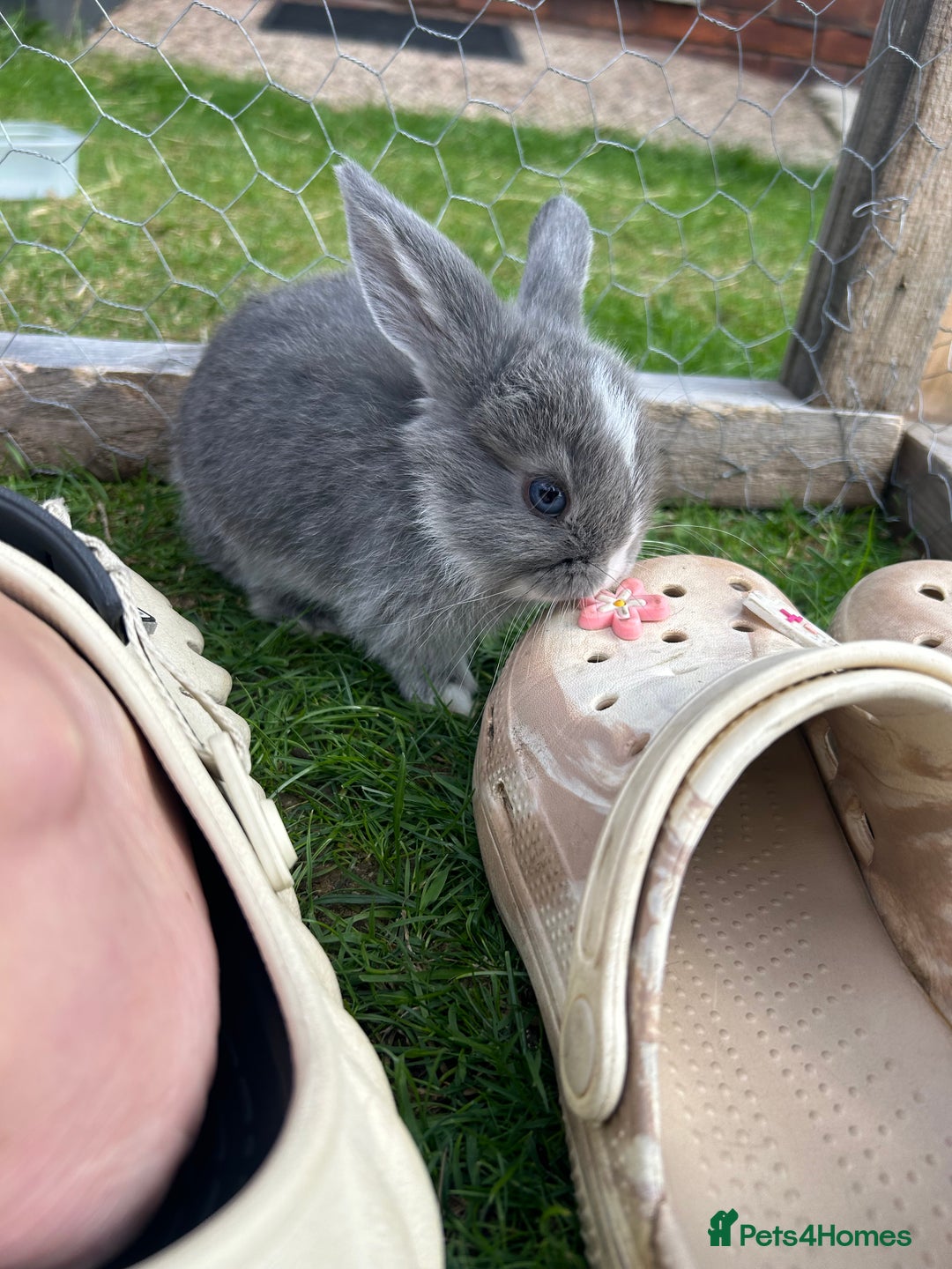 Mini Lop rabbits for sale: Mini Lop babies - Image 2