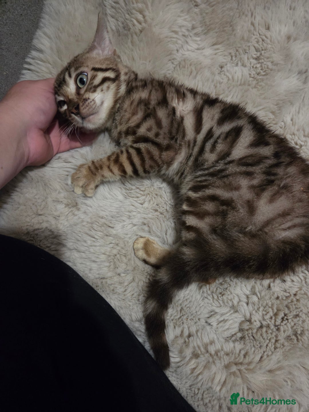 Bengal cats for sale:  1 stunning male bengal kitten  - Image 1