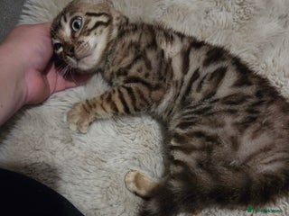 Bengal cats for sale - Advert 1