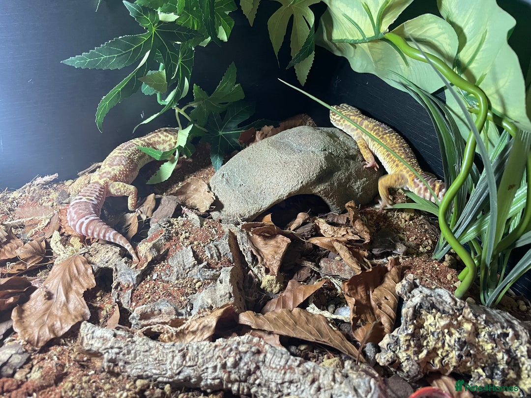 Leopard Gecko reptiles for sale: 2 Female Leopard Geckos (4 years old) – Full Setup - Advert 12