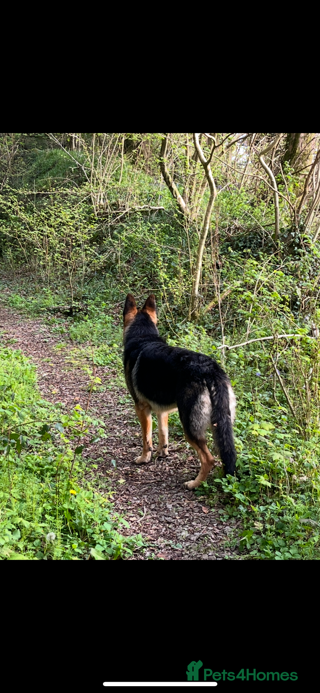 German Shepherd dogs for stud: Kc Reg fully health tested German Shepherd Stud  in Welshpool - Image 8
