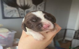 Sprocker dogs for sale:  sprocker spaniel pups for sale!  - Advert 9