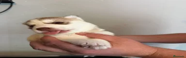 Siberian Husky 7