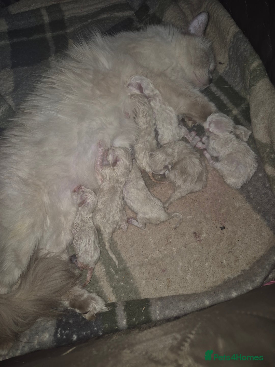 Ragdoll cats for adoption: 6 Ragdoll Kittens Ready for new homes - Image 3