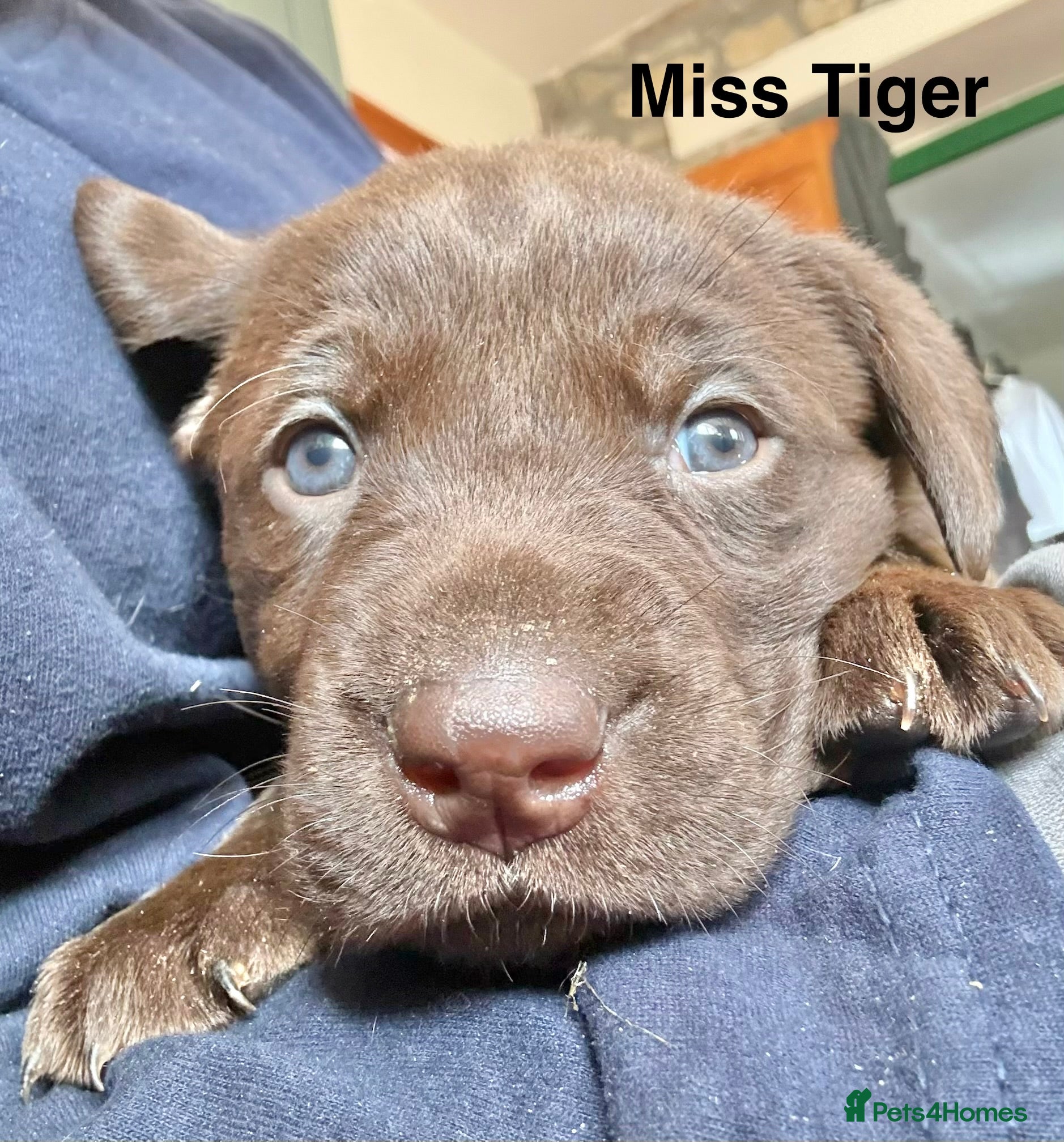 Labrador Retriever dogs Absolutely stunning KC Registered puppies for sale - Advert 1