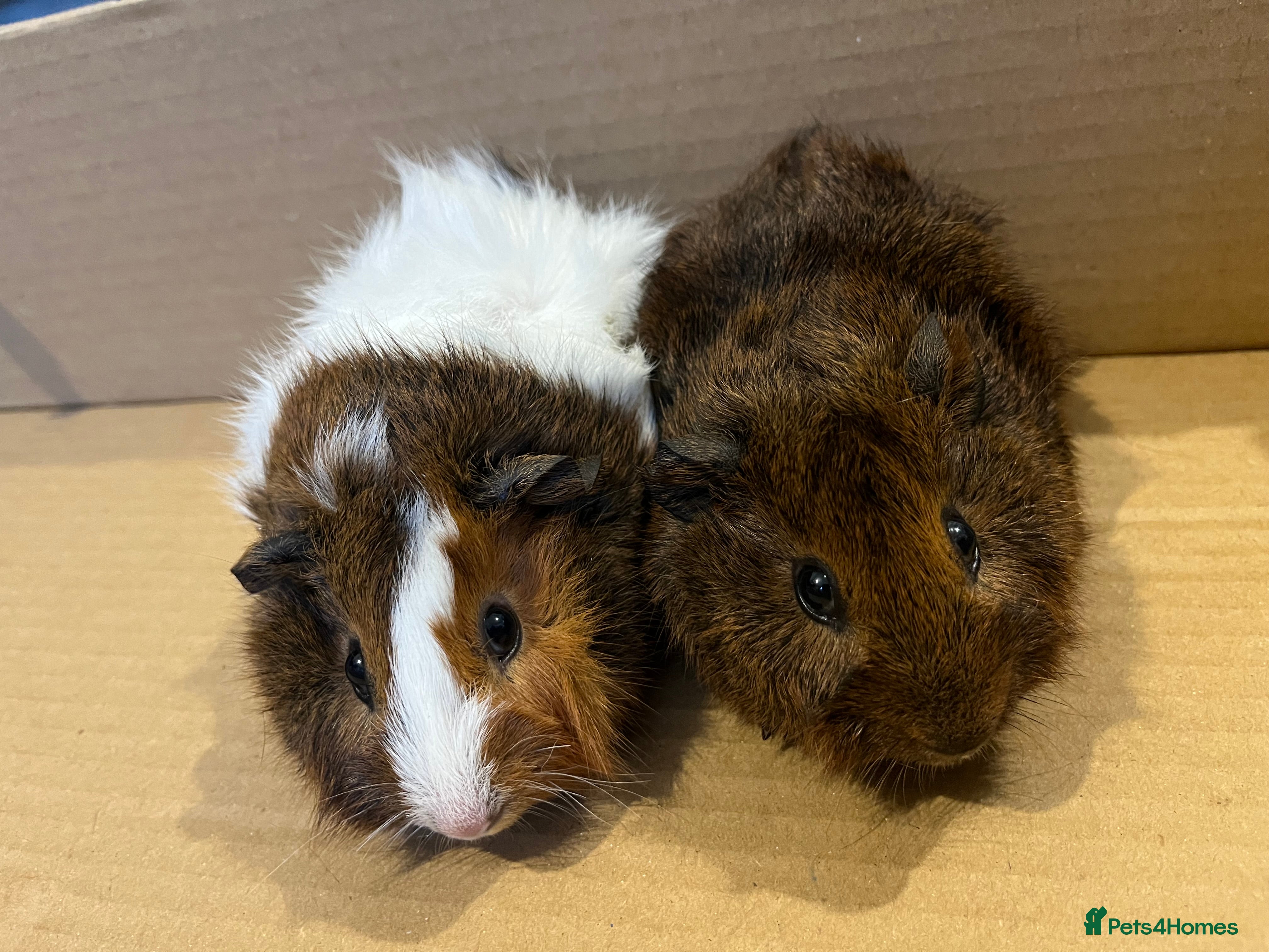 Guinea Pig rodents Baby Guinea pigs  - Advert 19