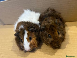 Guinea Pig rodents Baby Guinea pigs - Advert 19